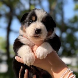 Orca - Black tri-color female Australian Shepherd puppy in Orlando, Florida from Skaky Shepherds
