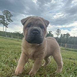 Firefly - Isabella dilute male Chinese Shar-Pei puppy in Chipley, Florida from HapPei House of Wrinkles
