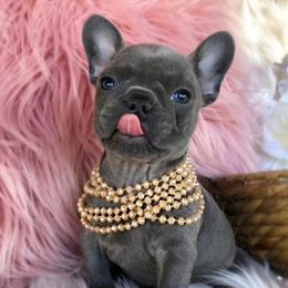 French Bulldog Puppies from Dreampups