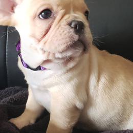 French Bulldogs from Frenchies Of Jewels