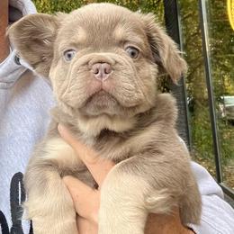 Capone - Liver male French Bulldog puppy in Minneapolis, Minnesota from Flyazz Frenchies Kennels