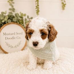 Noah - Blenheim male Cavapoo puppy in Ephrata, Washington from Mustard Seed Doodle Co.