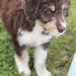 Aussiedoodle Puppies from A Dose Of Doodle