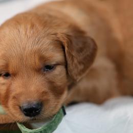 Sawyer - Dark golden male Golden Retriever puppy in Payette, Idaho from Stonewick Retrievers