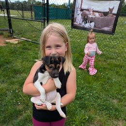 Bandit - Black tan and white Rat Terrier puppy in Shelbyville, Tennessee from Gems Rat Terriers