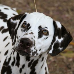 Nike - Dalmatian