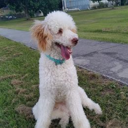 Groot - Poodle