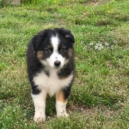 Adi (A-Dee) - Black tri male Miniature Australian Shepherd puppy in Vinemont, Alabama from Cotton Country Kennels