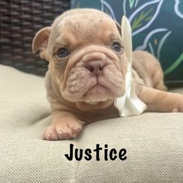 Boy 4 - male Bulldog puppy in Sodus, New York from Upstate NY French & English Bulldogs