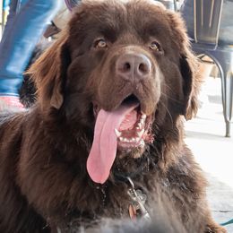SIR DUKE ALLEN * COMING SOON - Newfoundland