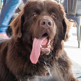 SIR DUKE ALLEN * COMING SOON - Newfoundland