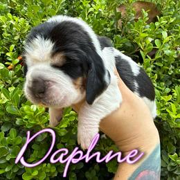 Basset Hound Puppies from Kara Bellow