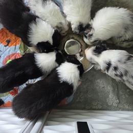 Australian Shepherd and Chow Chow Puppies from Calypso Chow Chows and Australian Shepherds