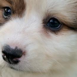 GT Tiara-Ash - Sable female Pembroke Welsh Corgi puppy in Heyworth, Illinois from Schumaker Corgis