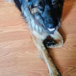 Sage - German Shepherd