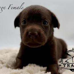 Orange - Chocolate female Labrador Retriever puppy in San Diego County, California from Travis’ Chocolate Labradors