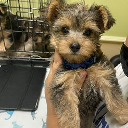 Maltipoo, Poodle, Yorkipoo, and Yorkshire Terrier Puppies from Boujie Pups