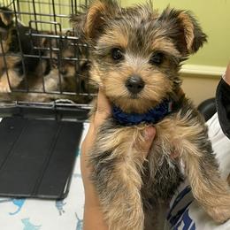 Maltipoo, Poodle, Yorkipoo, and Yorkshire Terrier Puppies from Boujie Pups