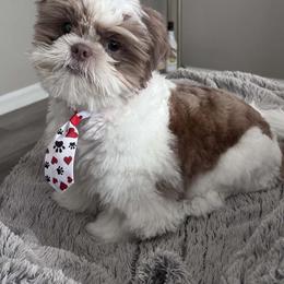 Shih Tzu All Grown Up from Charming Southern Shih Tzu