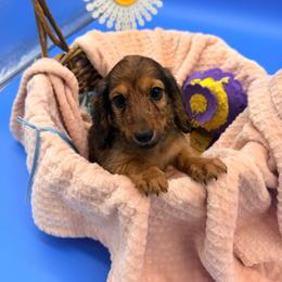 Al - Red male Dachshund puppy in Gavilan Hills, California from Bacchanal Kennel/Ranch