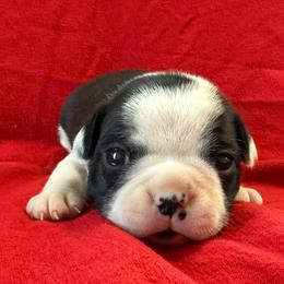 Jingle - Black and white male Boston Terrier puppy in Kingsport, Tennessee from Dreamweaver Bostons