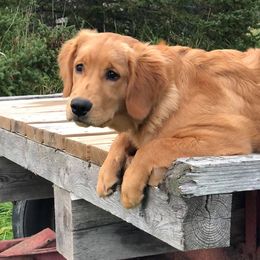 Golden Retrievers from 8 Mile Golden Retriever