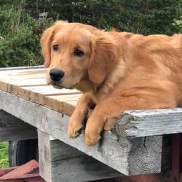 Golden Retrievers from 8 Mile Golden Retriever