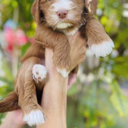 Goldendoodle Puppies from Aloha Sunset Doodles, LLC
