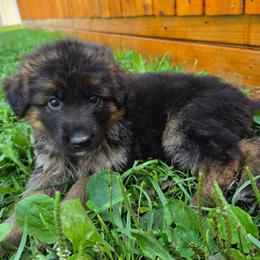 Serenade - Black and red female German Shepherd puppy in Columbus, Indiana from Stony Lonesome GSD