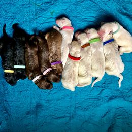 Goldendoodle and Labradoodle Puppies from Endless Pawsabilities Breeding and Training