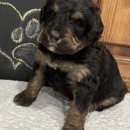 Bernedoodle Puppies from Oodles of Doodles