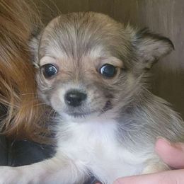 Boy 1 - Black sabled fawn Chihuahua puppy in Penn Laird, Virginia from Legally Blonde Chihuahua's