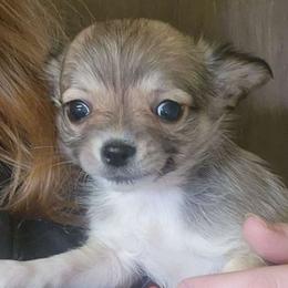Boy 1 - Black sabled fawn Chihuahua puppy in Penn Laird, Virginia from Legally Blonde Chihuahua's