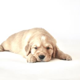 Goldendoodle, Golden Retriever, and Miniature American Shepherd Puppies from Doodalicious