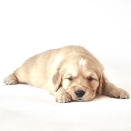 Goldendoodle, Golden Retriever, and Miniature American Shepherd Puppies from Doodalicious
