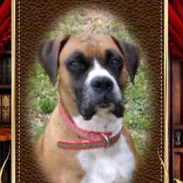Siren - Boxer
