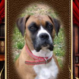 Siren - Boxer
