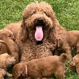Goldendoodles from Lance Doodle Farm