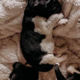 Newfoundland Puppies from Kinson Ridge Giants