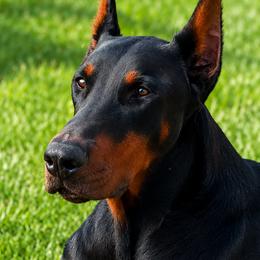 Doberman Pinschers from Solomon Creek K9