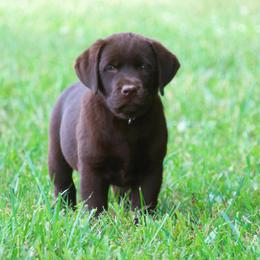 Labrador Retriever Puppies from Prebleridge Acres