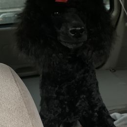Dachshund and Poodle Puppies from Arkansas Standard Poodles & Dachshunds