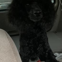 Dachshund and Poodle Puppies from Arkansas Standard Poodles & Dachshunds