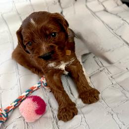 Boy 3 Hercules - Red male Cavapoo puppy in Bountiful, Utah from PJs Puppy Love