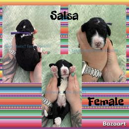 Salsa - Tri-color female Bernedoodle puppy in Godwin, North Carolina from Farm Sweet Farm Doodles