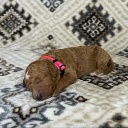 Pink Collar Girl - Apricot female Goldendoodle puppy in Pasadena, Texas from Knightsbane Standard Poodles