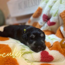 Miniature Schnauzer Puppies from Dixieland Miniature Schnauzers