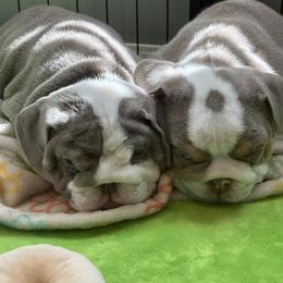 Bulldog Puppies from ABC Bulldogs
