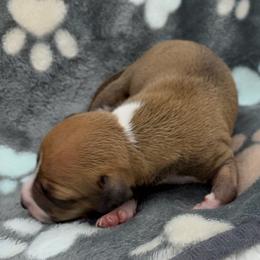 Leela - White and sable female Italian Greyhound puppy in West Plains, Missouri from Sycamore Ridge Puppies