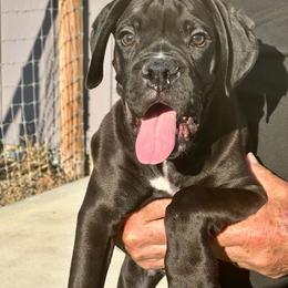 Dusty - Brindle male Boxer puppy in Eagle, Idaho from Eagle ID Boxers